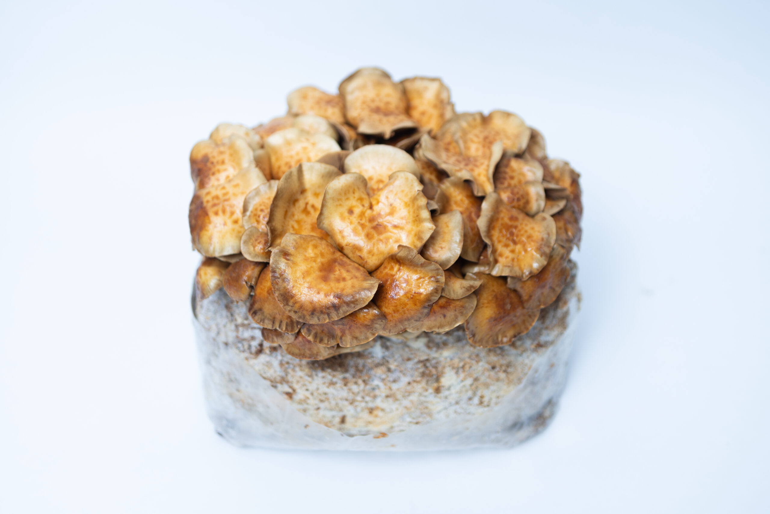 Nameko | Pholiota microspora | Mushroom Grow Kit- Spray and Grow - 3kg 1 Brown mushrooms growing from a rectangular block of substrate, set against a plain white background.