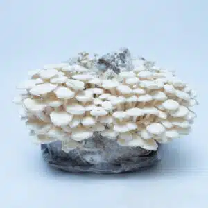 Home 45 Enoki Mushroom Growing Kit | Inject & Grow