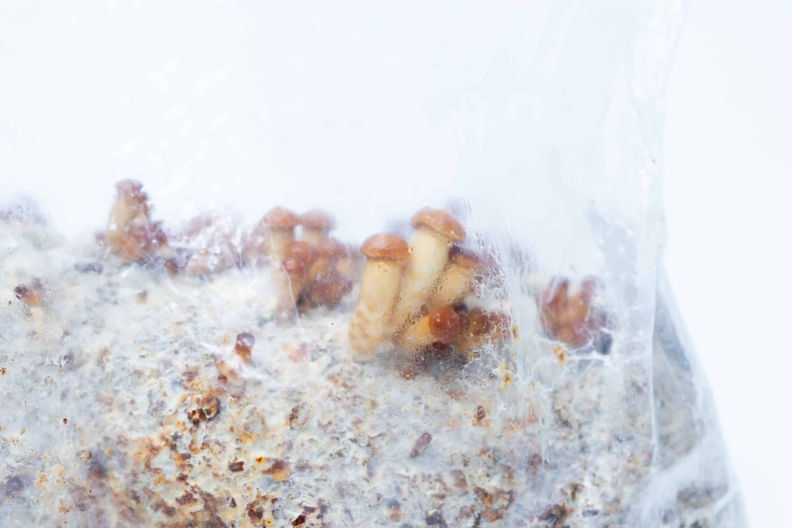 Nameko Mushroom Growing Kit | Inject & Grow 10 Brown mushrooms growing inside a clear plastic bag on a bed of white, speckled substrate.