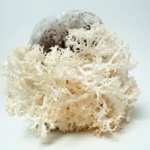 White coral-like fungus growing from a plastic bag of soil on a plain white background.