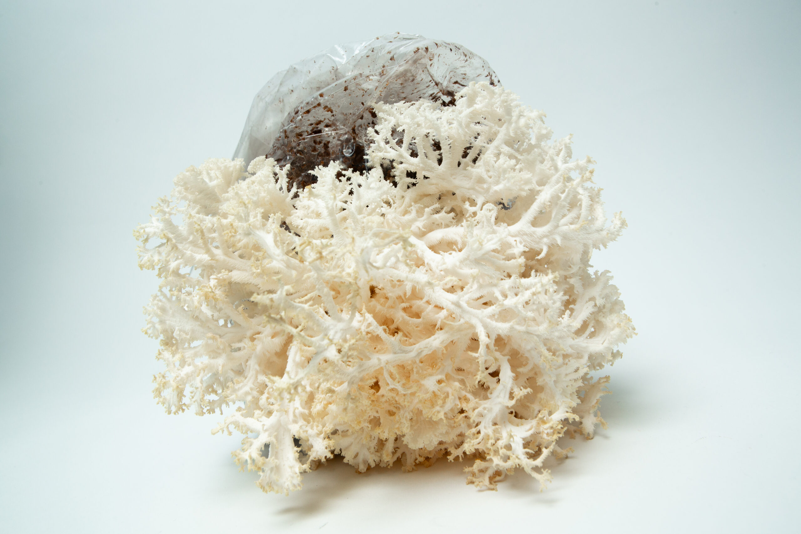 Coral Tooth Mushroom Growing Kit | Inject & Grow 8 White coral-like fungus growing from a plastic bag of soil on a plain white background.