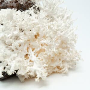 White coral-like mushroom growing from a plastic bag with soil, against a plain white background.