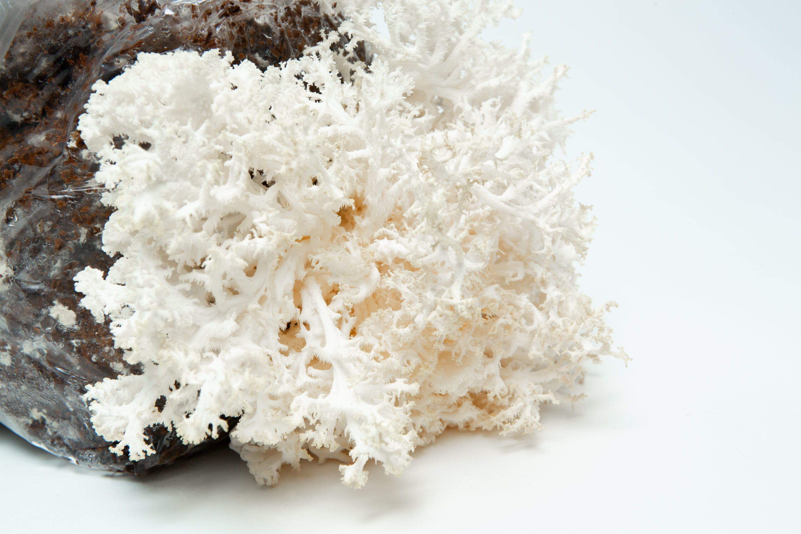 Coral Tooth Mushroom Growing Kit | Inject & Grow 7 White coral-like mushroom growing from a plastic bag with soil, against a plain white background.