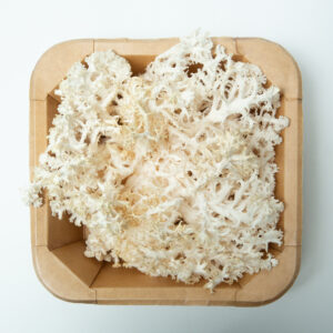 A brown cardboard tray holds a cluster of white, ruffled coral-like edible fungus on a white background.