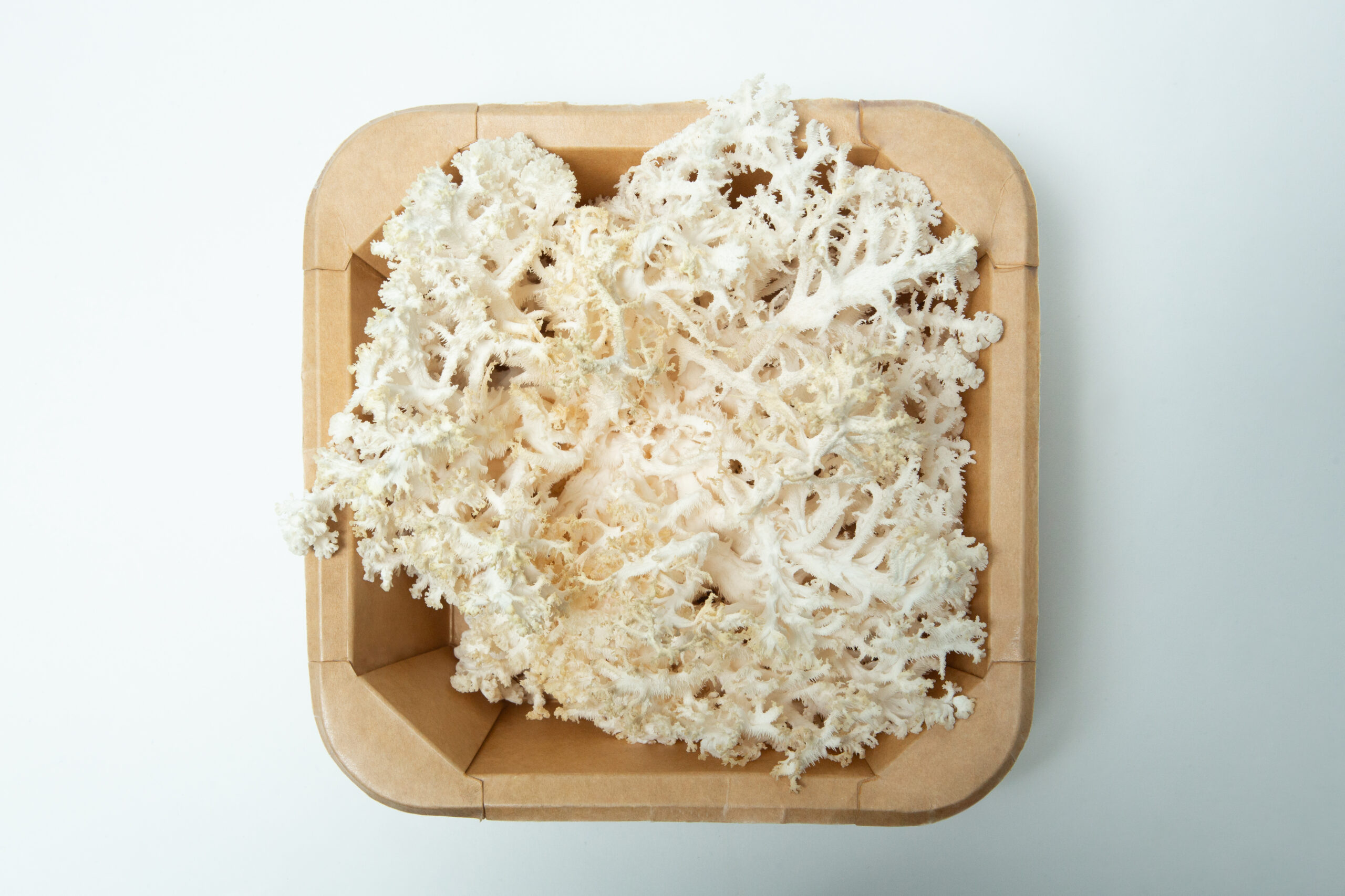 Coral Tooth Mushroom Growing Kit | Inject & Grow 1 A brown cardboard tray holds a cluster of white, ruffled coral-like edible fungus on a white background.