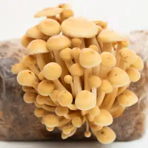 Cluster of yellow mushrooms growing from a plastic bag filled with substrate on a white background.