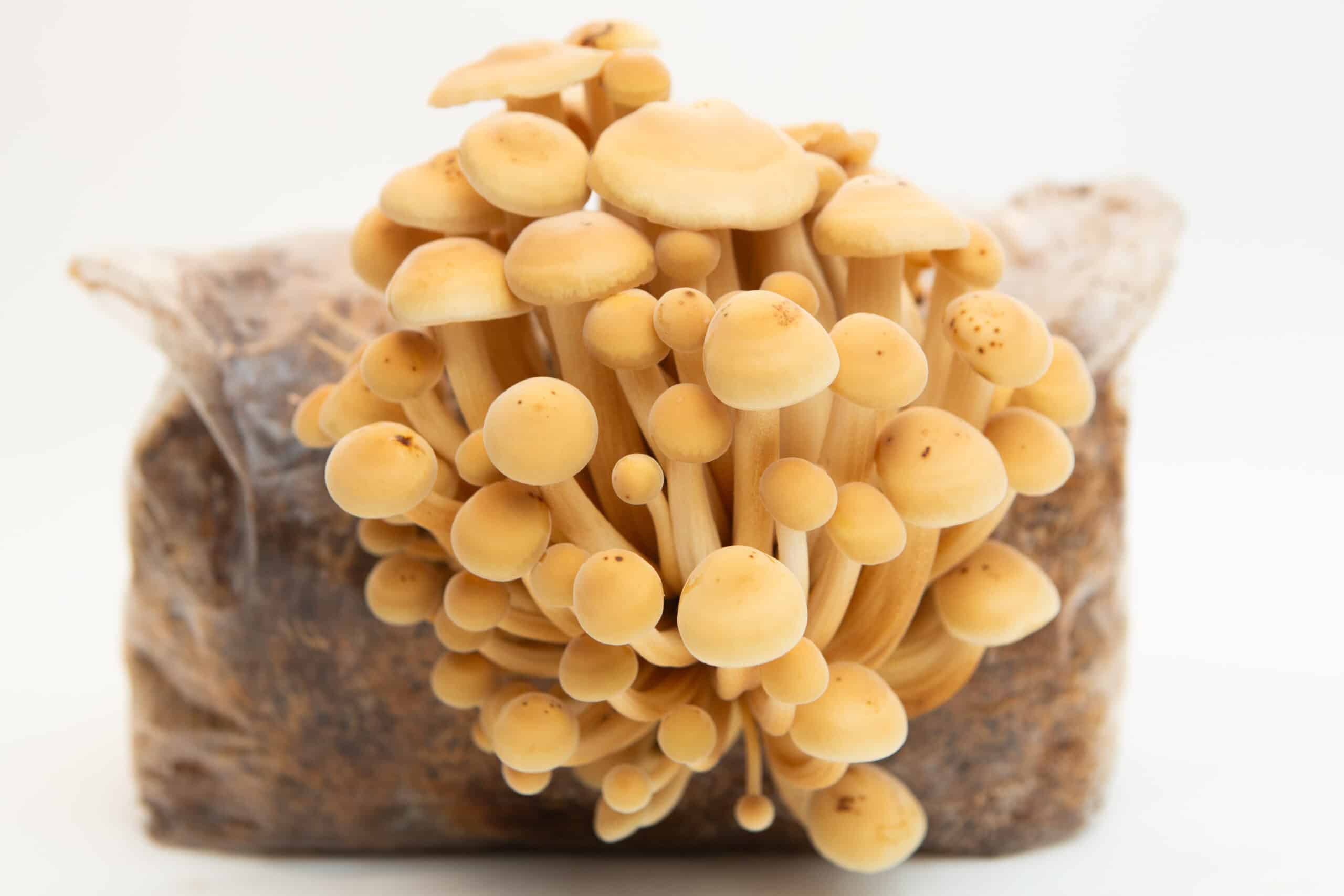 Golden Enoki | Flammulina velutipes | Mushroom Grow Kit- Spray and Grow - 3kg 1 Cluster of yellow mushrooms growing from a plastic bag filled with substrate on a white background.