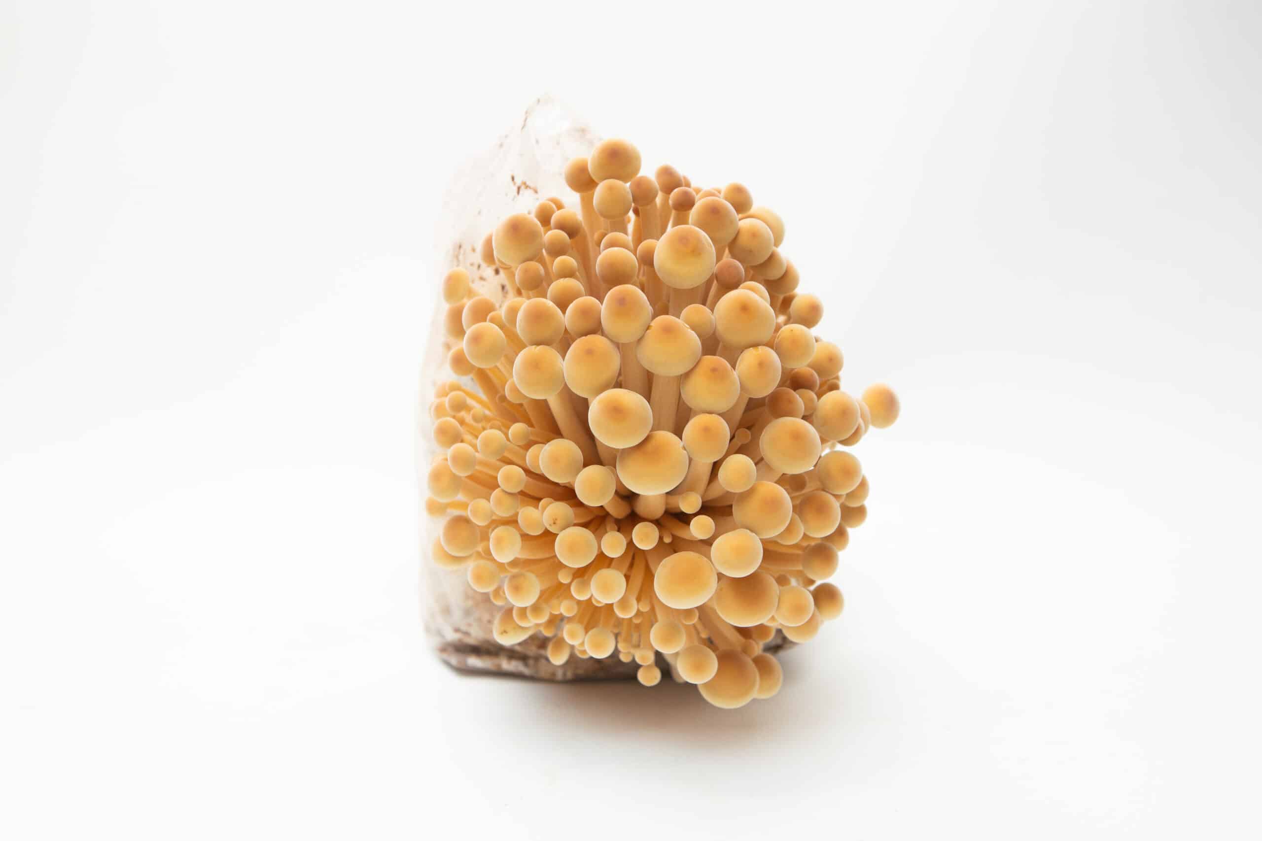 Golden Enoki | Flammulina velutipes | Mushroom Grow Kit- Spray and Grow - 3kg 3 A cluster of golden mushrooms growing from a white substrate against a plain white background.