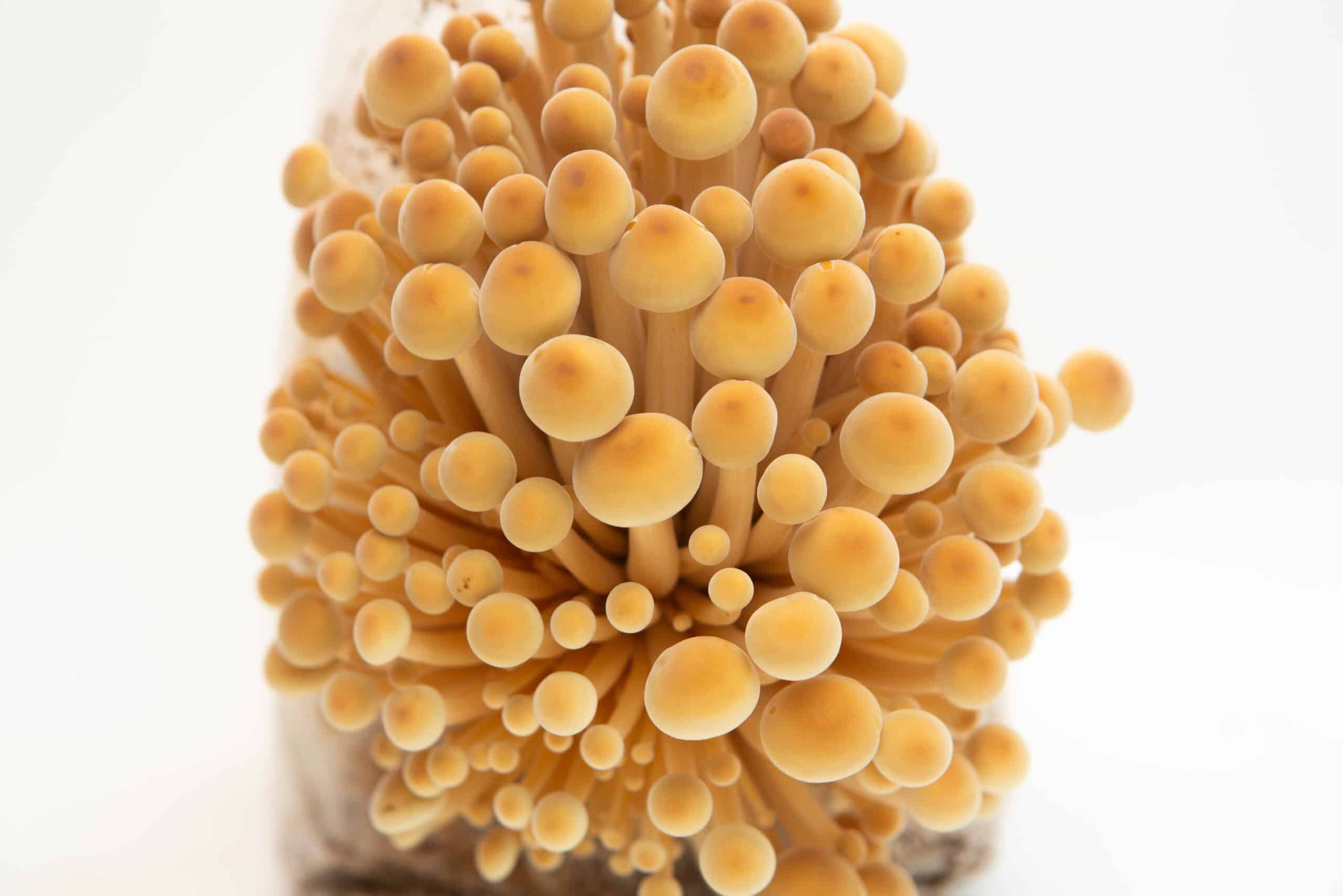 Golden Enoki | Flammulina velutipes | Mushroom Grow Kit- Spray and Grow - 3kg 4 Close-up of clustered enoki mushrooms with light brown caps and long stems against a white background.