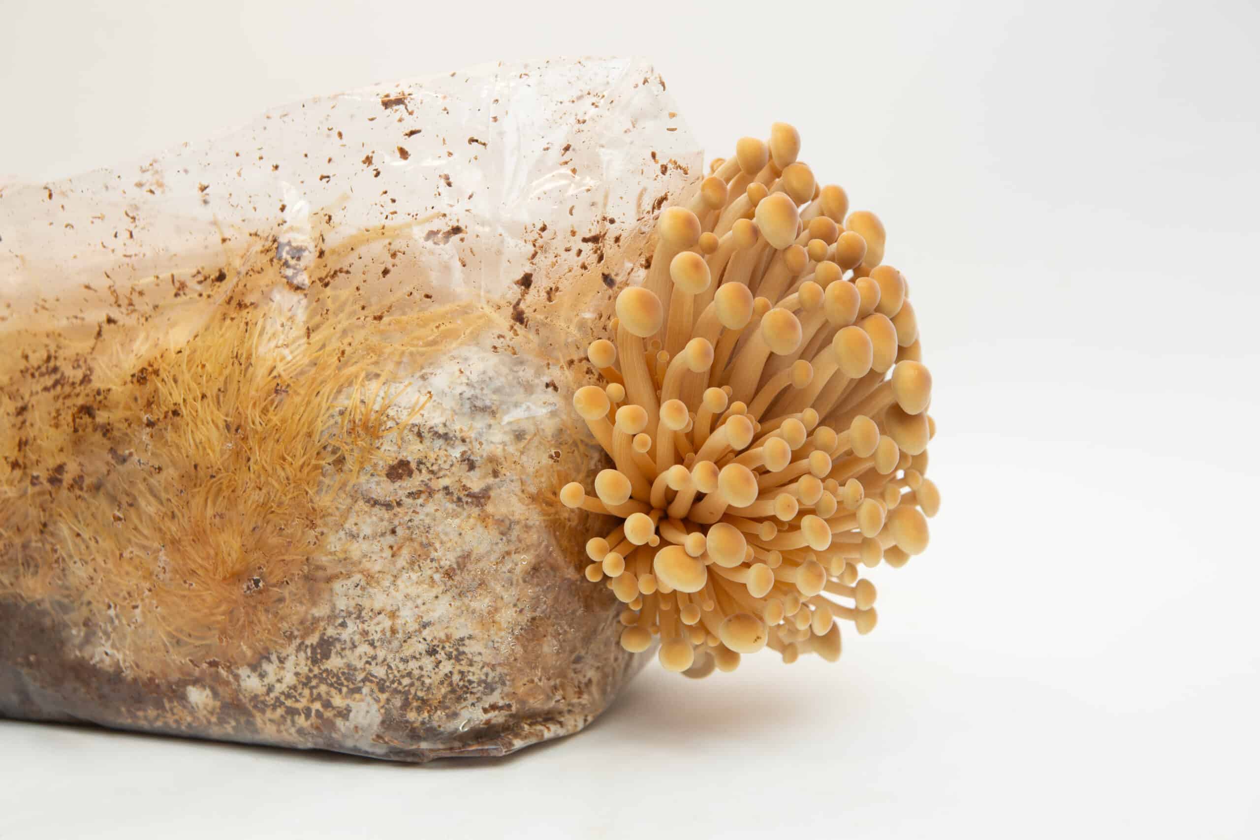 Golden Enoki | Flammulina velutipes | Mushroom Grow Kit- Spray and Grow - 3kg 5 Mushrooms growing out of a plastic bag filled with substrate on a white background.