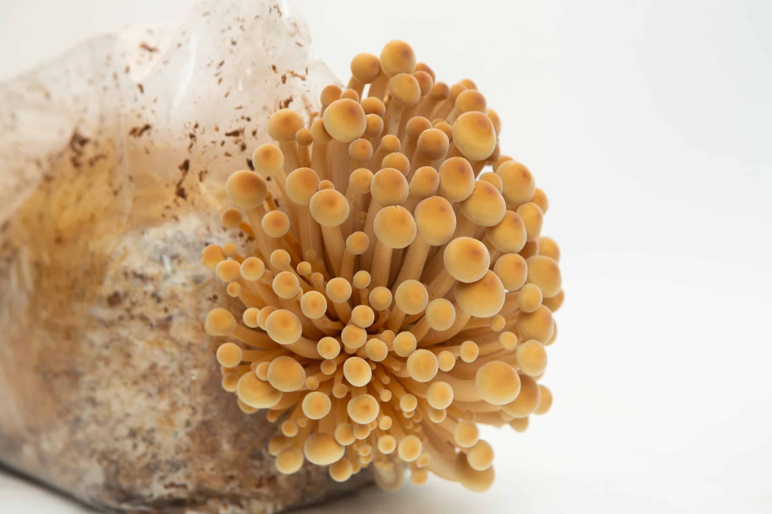 Golden Enoki | Flammulina velutipes | Mushroom Grow Kit- Spray and Grow - 3kg 6 A cluster of golden enoki mushrooms growing from a substrate block against a white background.