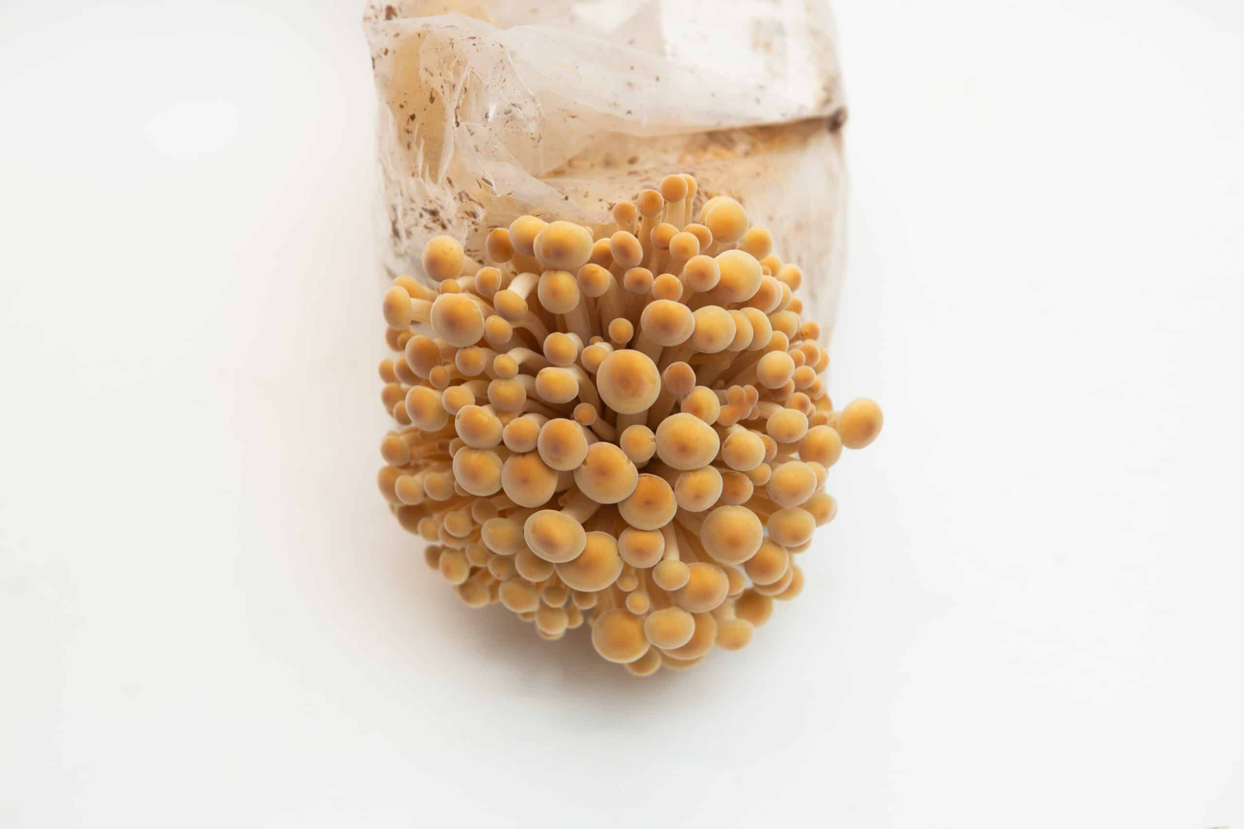 Golden Enoki | Flammulina velutipes | Mushroom Grow Kit- Spray and Grow - 3kg 7 Golden Enoki | Flammulina velutipes | Mushroom Grow Kit- Spray and Grow - 3kg - Image 7
