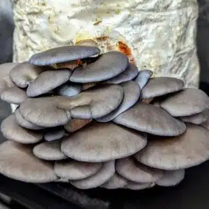 Home 19 Cluster of grey oyster mushrooms growing on a substrate block, viewed from the side.