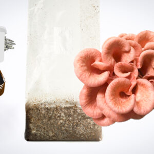 Home 40 Pink oyster mushrooms grow from a substrate bag; icons show a growing kit and a tray with soil.