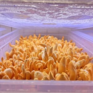 Home 16 Close-up of yellow-orange mushrooms growing densely inside a clear plastic container with a wet lid above.
