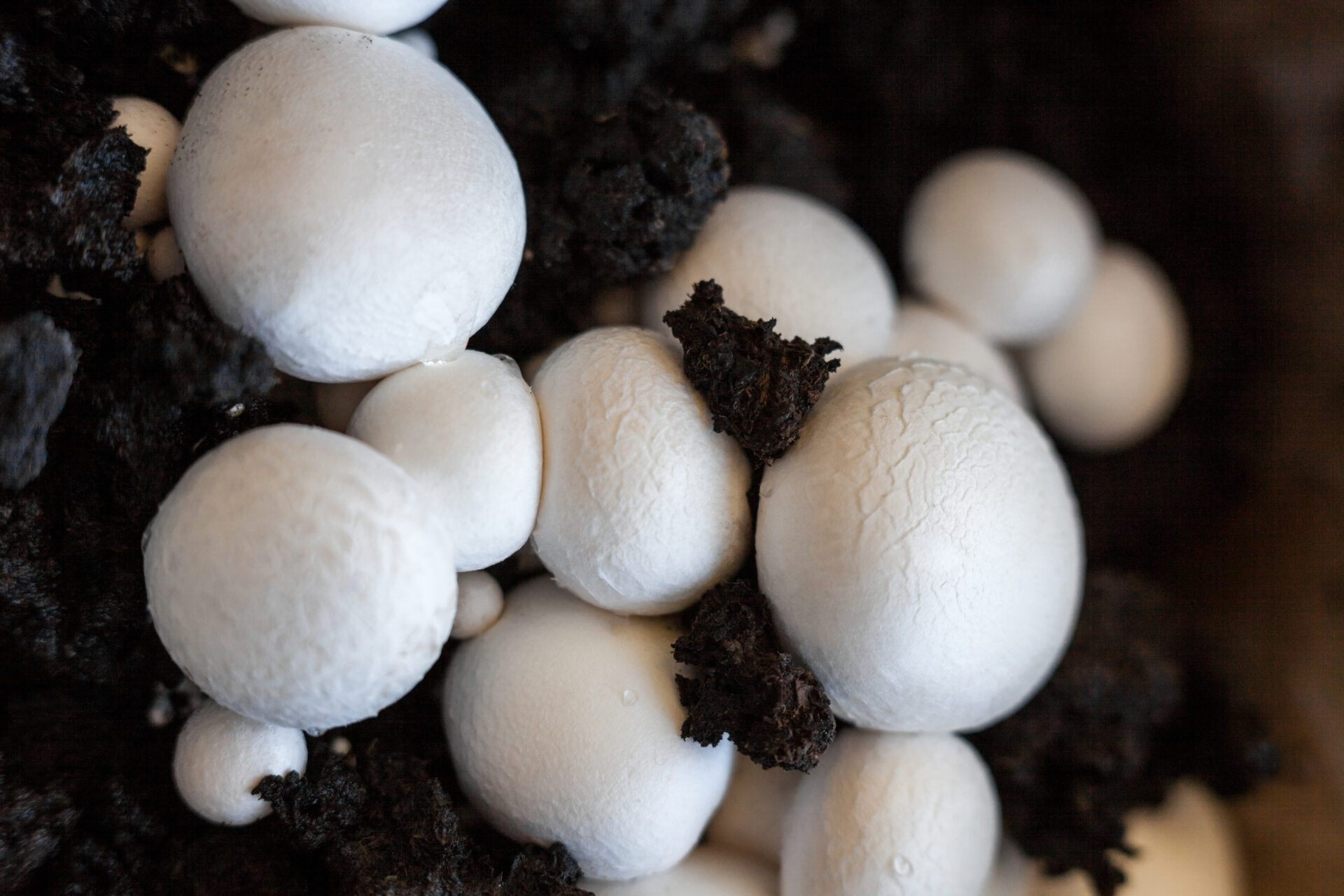 Mushroom Liquid Culture | White Button | Agaricus bisporus 1 Close-up of white mushrooms growing in dark soil.