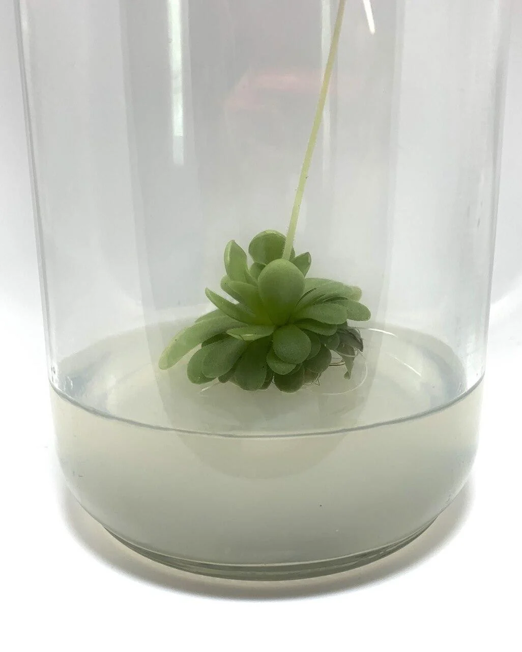 Plant cell Gesolgel-MTC-Gellan gum( Low Acyl) 100g 2 A small green succulent is suspended in a clear glass container, its roots delicately supported by cloudy water infused with Plant cell Gesolgel-MTC-Gellan gum (Low Acyl) 100gโan ingredient frequently used to replicate the structure of a plant cell.