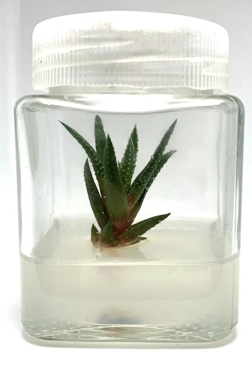 Plant cell Gesolgel-MTC-Gellan gum( Low Acyl) 100g 3 A small succulent plant cell is growing in gel made from Plant cell Gesolgel-MTC-Gellan gum (Low Acyl) 100g, inside a clear plastic container with a white lid.