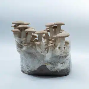 Brown mushrooms growing out of a clear plastic bag filled with substrate, on a white background.