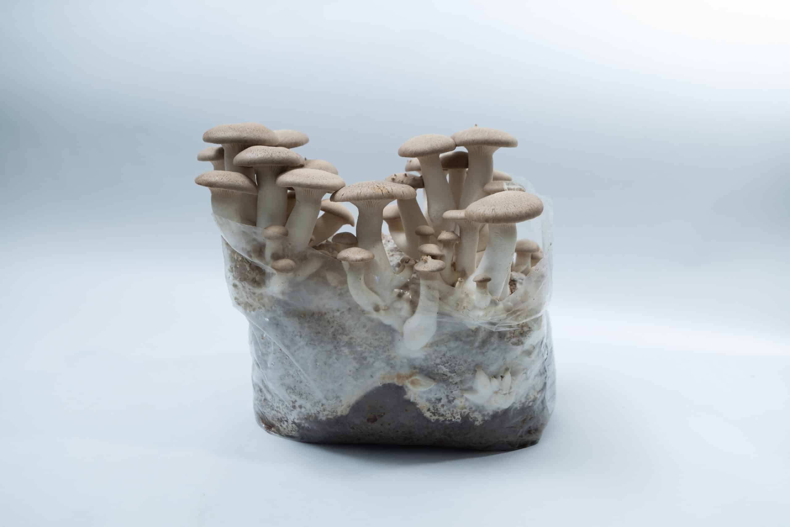 Brown Shimeji | Hypsizygus tessulatus | Mushroom Grow Kit- Spray and Grow - 3kg 1 Brown mushrooms growing out of a clear plastic bag filled with substrate, on a white background.