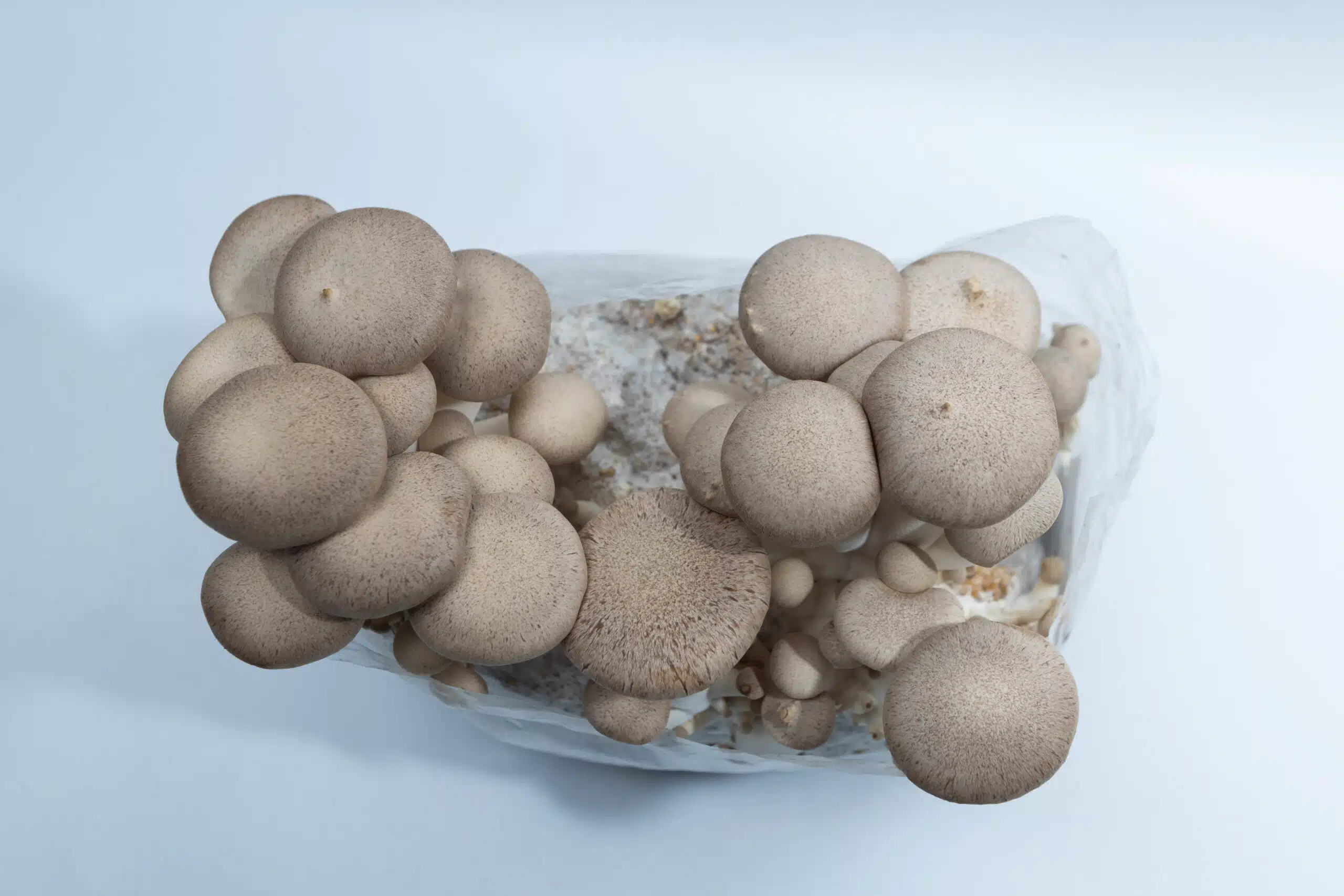 Brown Shimeji | Hypsizygus tessulatus | Mushroom Grow Kit- Spray and Grow - 3kg 3 Cluster of beige mushrooms growing from a plastic bag on a white background, viewed from above.