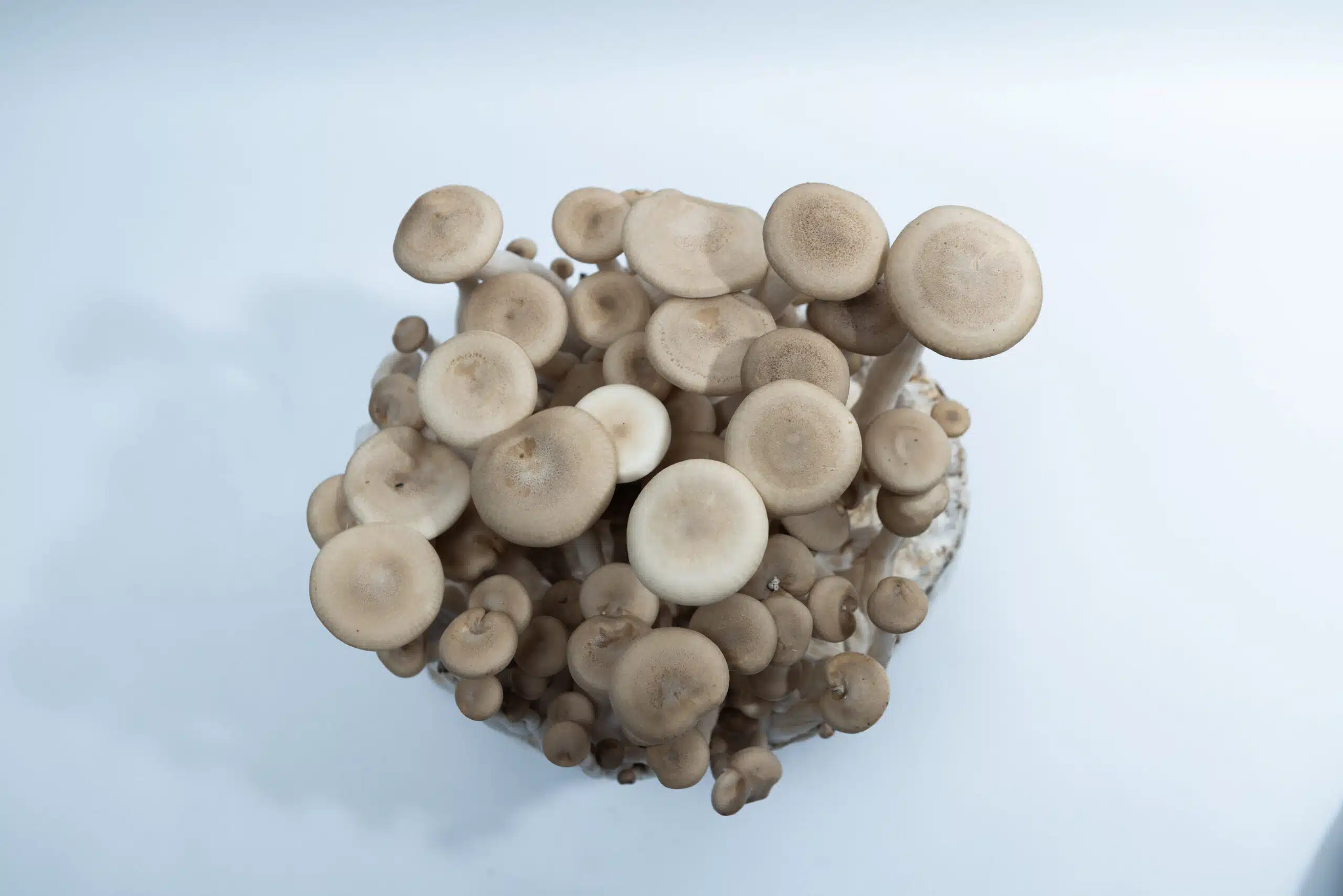 Brown Shimeji | Hypsizygus tessulatus | Mushroom Grow Kit- Spray and Grow - 3kg 4 Top view of a cluster of beige mushrooms growing together against a plain white background.