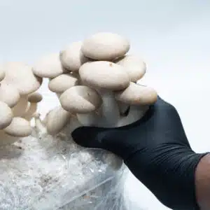 A hand in a black glove harvesting oyster mushrooms from a plastic grow bag.