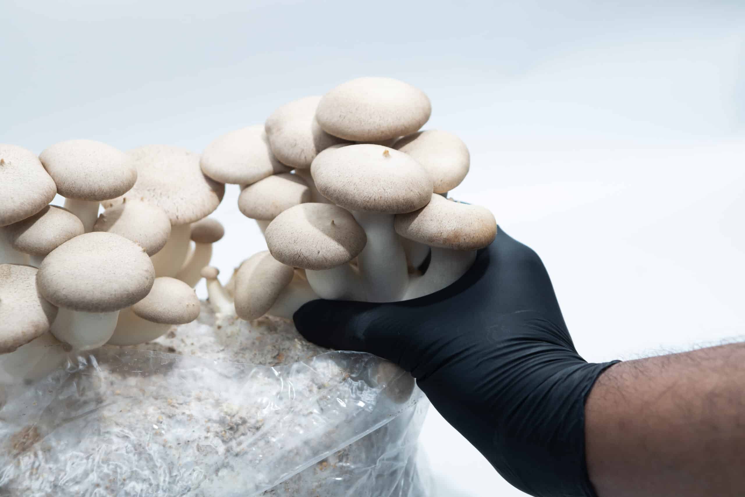 Brown Shimeji | Hypsizygus tessulatus | Mushroom Grow Kit- Spray and Grow - 3kg 5 A hand in a black glove harvesting oyster mushrooms from a plastic grow bag.