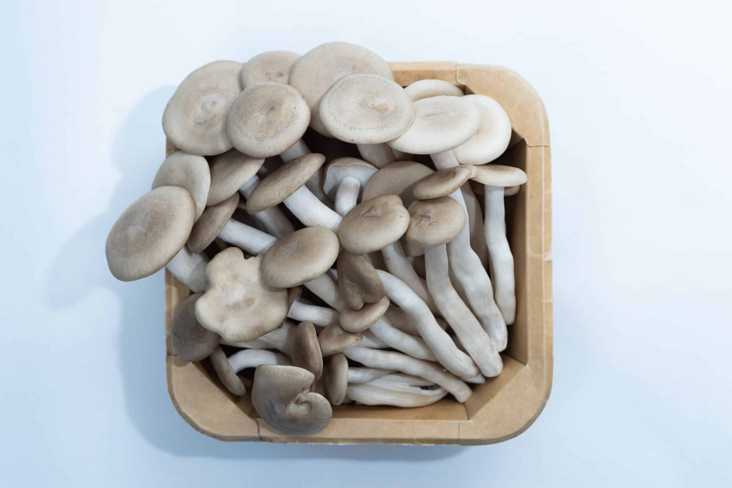 Brown Shimeji | Hypsizygus tessulatus | Mushroom Grow Kit- Spray and Grow - 3kg 7 A basket of fresh brown and white mushrooms sits on a white surface, viewed from above.