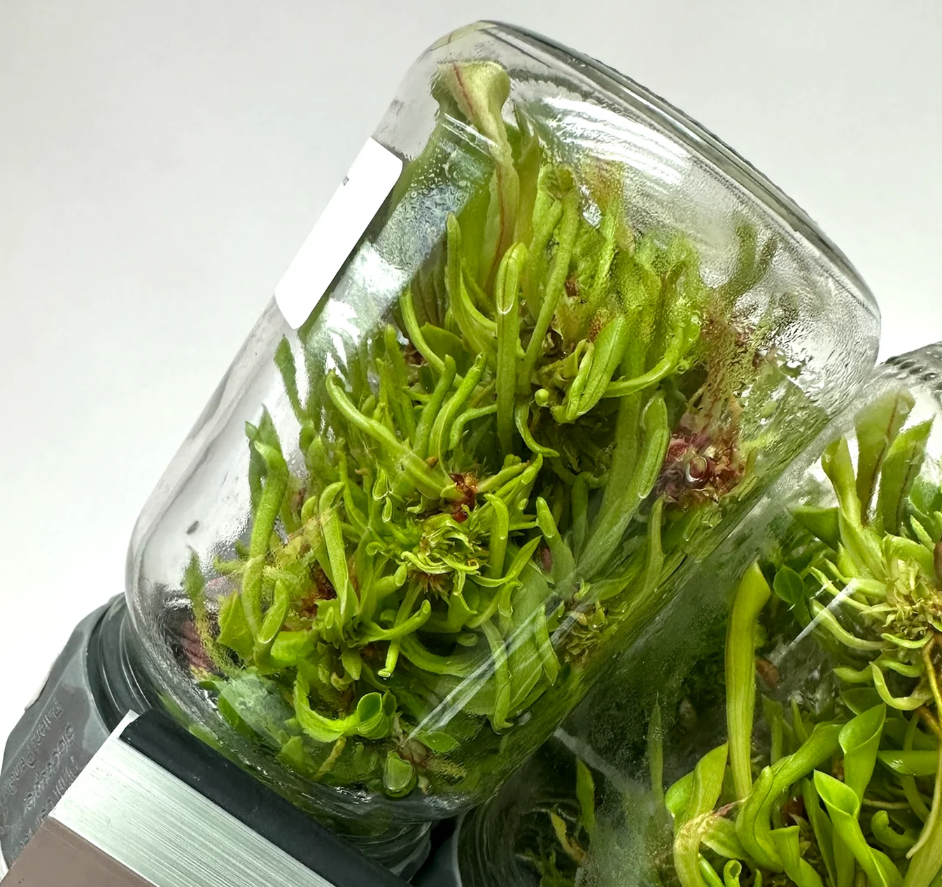 Plant Cell BioTilt™ 8 4 A glass jar filled with green plant tissue cultures, showcasing the intricate structure of Plant Cells, is tilted on its side against a plain background—a setup reminiscent of the innovative Plant Cell BioTilt™ 8 approach.