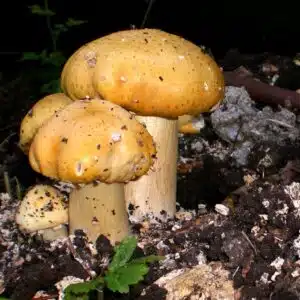 Three yellow-brown mushrooms with speckled caps growing from dark, moist soil in a natural setting.