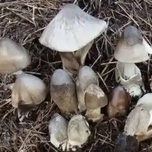 Several small, grey mushrooms growing closely together on a bed of dried grass and soil.
