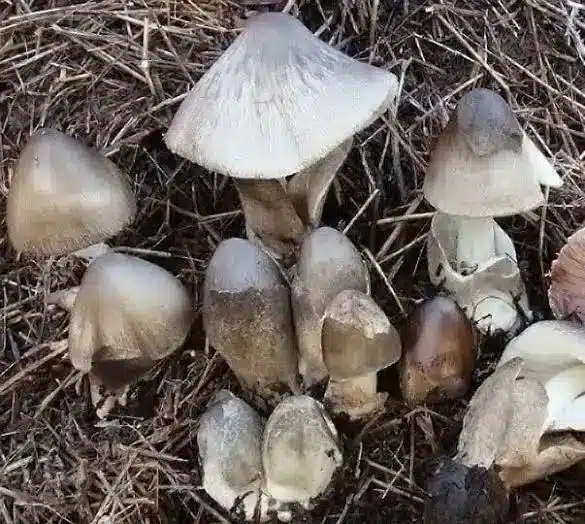 Mushroom Liquid Culture | Paddy Straw | Volvariella volvacea 7 Several small, grey mushrooms growing closely together on a bed of dried grass and soil.
