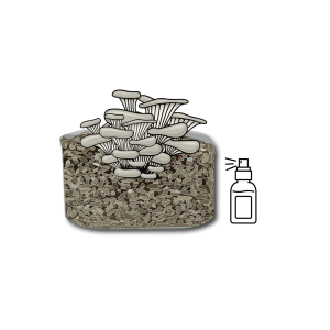 Illustration of oyster mushrooms growing in a container with a spray bottle icon next to it, perfect for an Elementor Archive showcasing home gardening and mushroom cultivation tips.